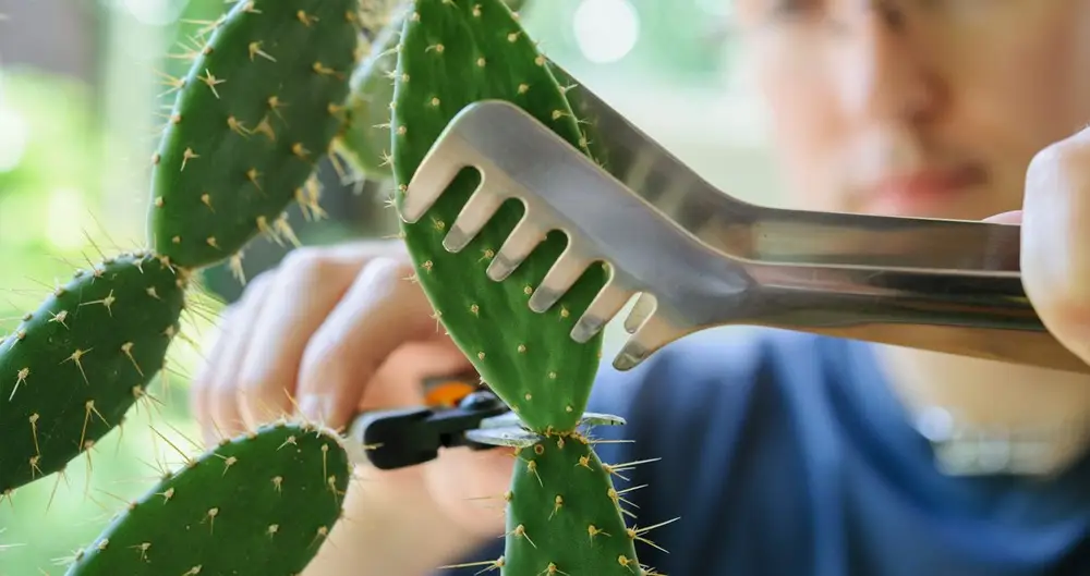 Plainte contre le cactus